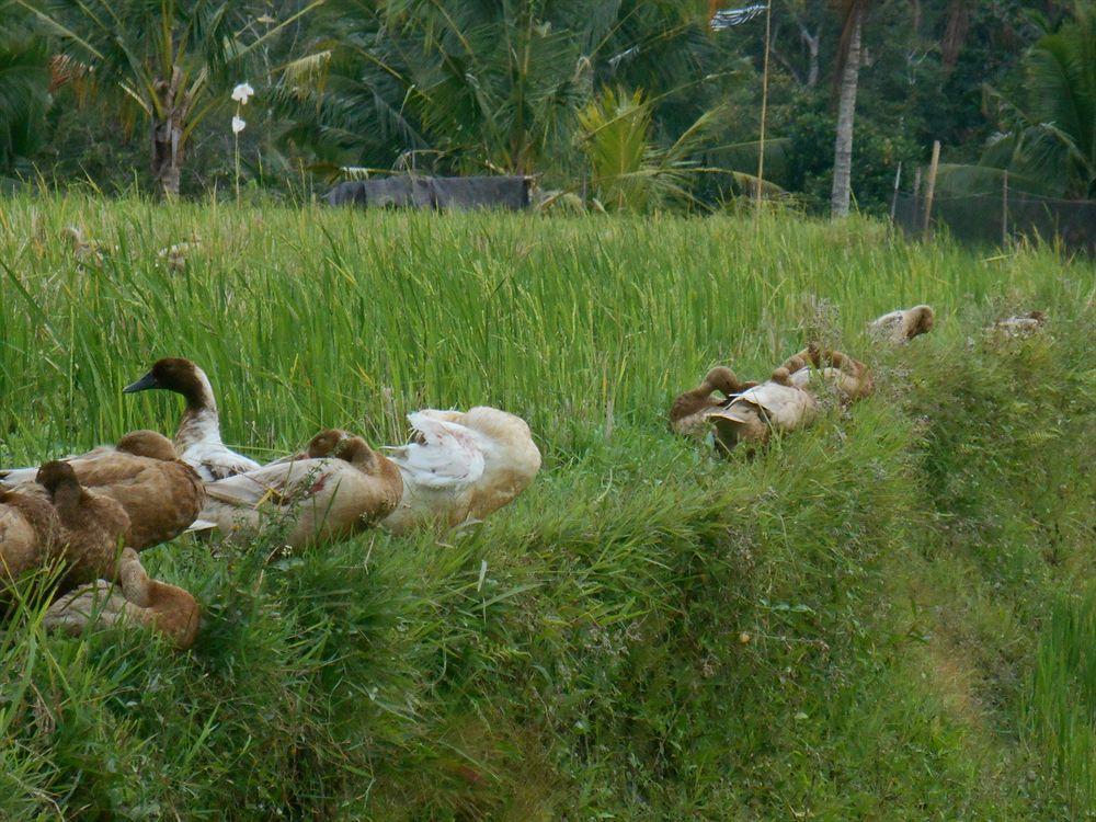 Alam Puisi Villa Ubud Luaran gambar